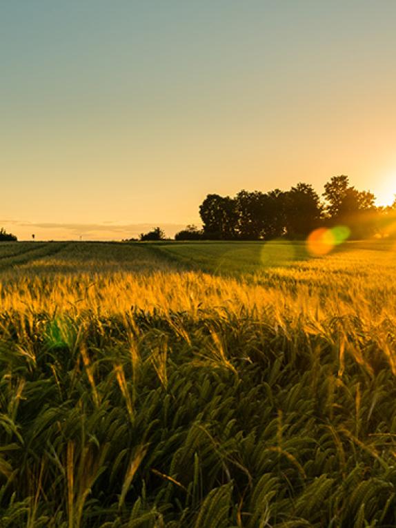 landwirtschaftliche Flächen vdpResearch