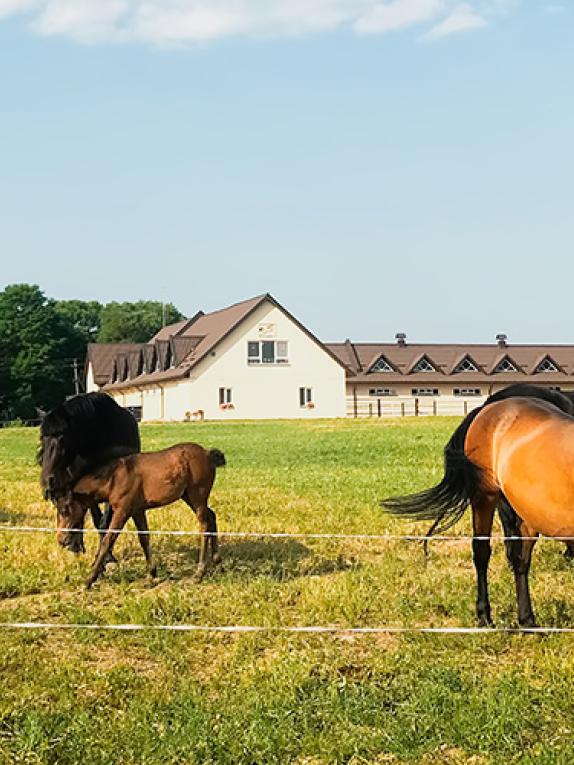 Bewertung von Pferdeimmobilien